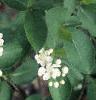 Aronia arbutifolia, flowers