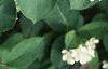 Aronia arbutifolia, flowers