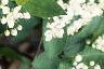 Aronia arbutifolia, flowers