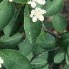 Aronia arbutifolia, flowers