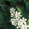 Aronia arbutifolia, flowers