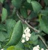 Aronia arbutifolia, flowers