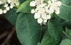 Aronia arbutifolia, flowers
