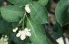 Aronia arbutifolia, flowers