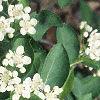 Aronia arbutifolia, flowers