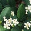 Aronia arbutifolia, flowers