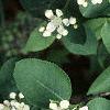 Aronia arbutifolia, flowers