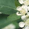 Aronia arbutifolia, flowers
