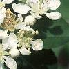 Aronia arbutifolia, flowers