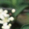Aronia arbutifolia, flowers