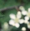 Aronia arbutifolia, flowers