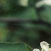 Aronia arbutifolia, flowers