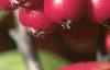 Aronia arbutifolia, fruit