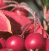 Aronia arbutifolia, fruit