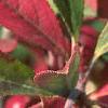 Aronia arbutifolia, fruit