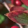 Aronia arbutifolia, fruit