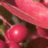 Aronia arbutifolia, fruit