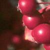 Aronia arbutifolia, fruit