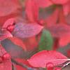 Aronia arbutifolia, fall color