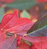 Aronia arbutifolia, fall color