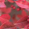 Aronia arbutifolia, fall color
