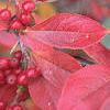 Aronia arbutifolia, fall color