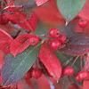 Aronia arbutifolia, fall color
