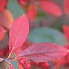 Aronia arbutifolia, fall color