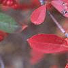 Aronia arbutifolia, fall color