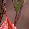 Aronia arbutifolia, fall color
