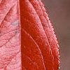 Aronia arbutifolia, fall color