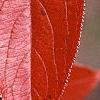 Aronia arbutifolia, fall color