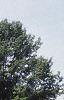 Aronia arbutifolia 'Erecta', habit