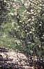 Aronia arbutifolia 'Erecta', habit