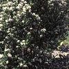 Aronia arbutifolia 'Erecta', habit