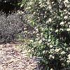 Aronia arbutifolia 'Erecta', habit