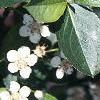Aronia melanocarpa, leaves