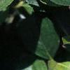 Aronia melanocarpa, leaves