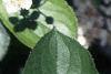 Aronia melanocarpa, leaves