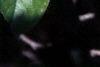 Aronia melanocarpa, leaves