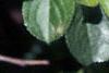 Aronia melanocarpa, leaves
