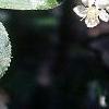 Aronia melanocarpa, leaves
