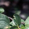 Aronia melanocarpa, leaves