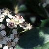 Aronia melanocarpa, leaves
