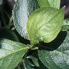 Aronia melanocarpa, leaves