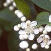 Aronia melanocarpa, flowers