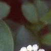 Aronia melanocarpa, flowers