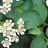 Aronia melanocarpa, flowers