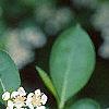 Aronia melanocarpa, flowers