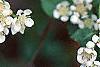 Aronia melanocarpa, flowers